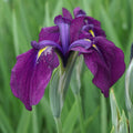 Variegated Japanese Iris Kaempferi (Iris ensata var. variegata) Bareroot – Marginal Pond Plant
