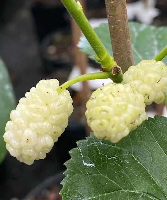 2 White Mulberry Trees (Morus alba) Bare Root 1–2ft - Sweet Edible Berries, Hardy Shade