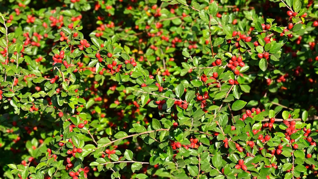Japanese Barberry Bush Cuttings (Berberis thunbergii) — 6 Organic Unrooted Cuttings for Privacy Hedges