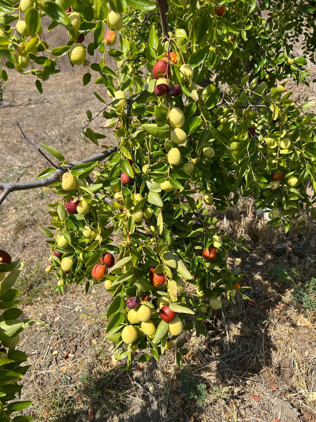 Jujube Tree Cuttings Unrooted - 5 Pcs | Ziziphus jujuba | Chinese Date - Live Fruit Tree Cuttings