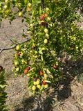Jujube Tree Cuttings Unrooted - 5 Pcs | Ziziphus jujuba | Chinese Date - Live Fruit Tree Cuttings
