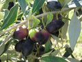 Kalamata Olive Tree Cutting (Olea europaea) – 6–8" Unrooted Cutting for Rooting & Grafting