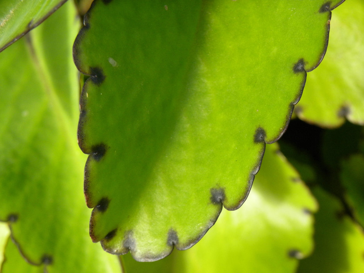 Kalanchoe pinnata Live Plant (Leaf of Life) – 2" Organic Starter, Rooted