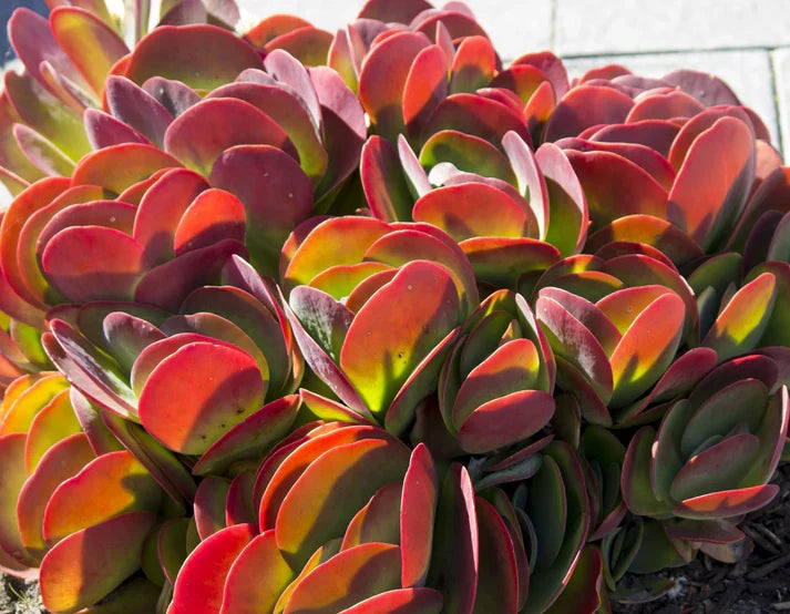 Flapjack Kalanchoe Live Bareroot Starter Plant | Paddle Plant Kalanchoe thyrsiflora