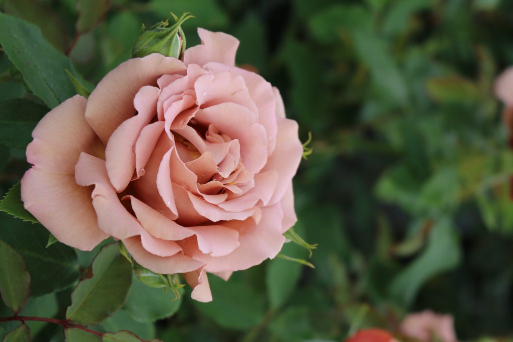 Mocha Mousse Rose Cuttings (Rosa ‘Mocha Mousse’) – 3 Unrooted Cuttings for Rooting or Grafting