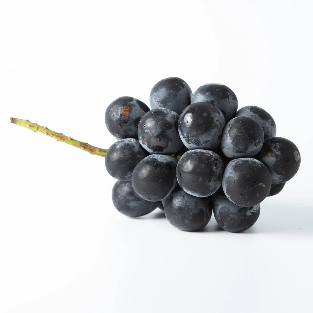 Japanese Kyoho Grape Cuttings (6 Unrooted) - Vitis vinifera × Vitis labrusca
