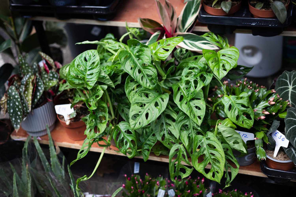 Monstera Deliciosa Rooted Cutting – Swiss Cheese Plant with Established Roots