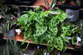Monstera Deliciosa Rooted Cutting – Swiss Cheese Plant with Established Roots