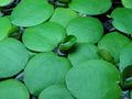 Live Frogbit Limnobium laevigatum – Bareroot Floating/Marginal Aquatic Plant