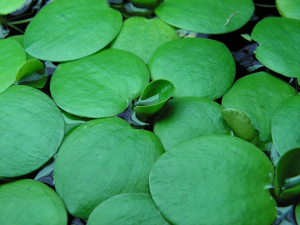 Live Frogbit Limnobium laevigatum – Bareroot Floating/Marginal Aquatic Plant