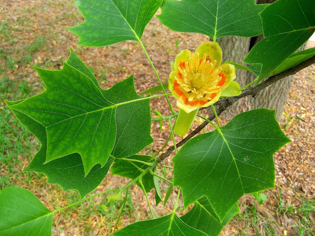 Tulip Tree Cuttings Unrooted (Liriodendron tulipifera) - 6 Fresh Cuttings