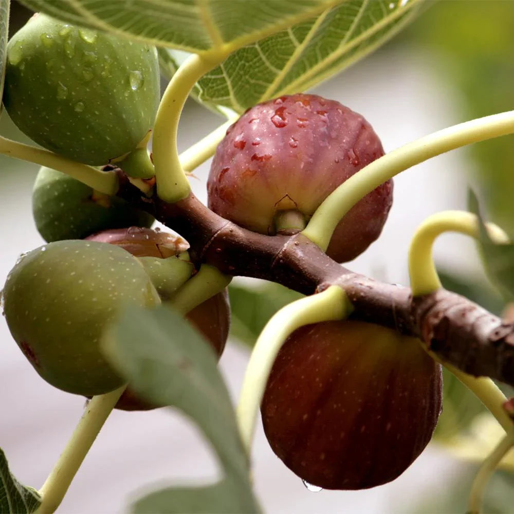 Little Miss Figgy Fig Tree Cutting (Unrooted) - Ficus carica Dwarf Variety for Propagation