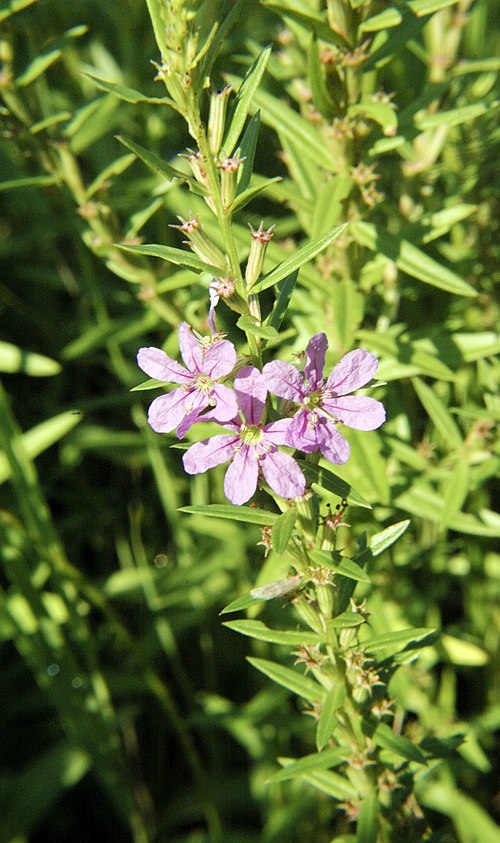 Winged Loosestrife (Lythrum alatum) Seeds - Native Wetland Perennial, 1000 Seeds