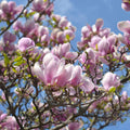 Pink Saucer Magnolia Cuttings (Magnolia × soulangeana) – 10 Unrooted Fresh Cuttings