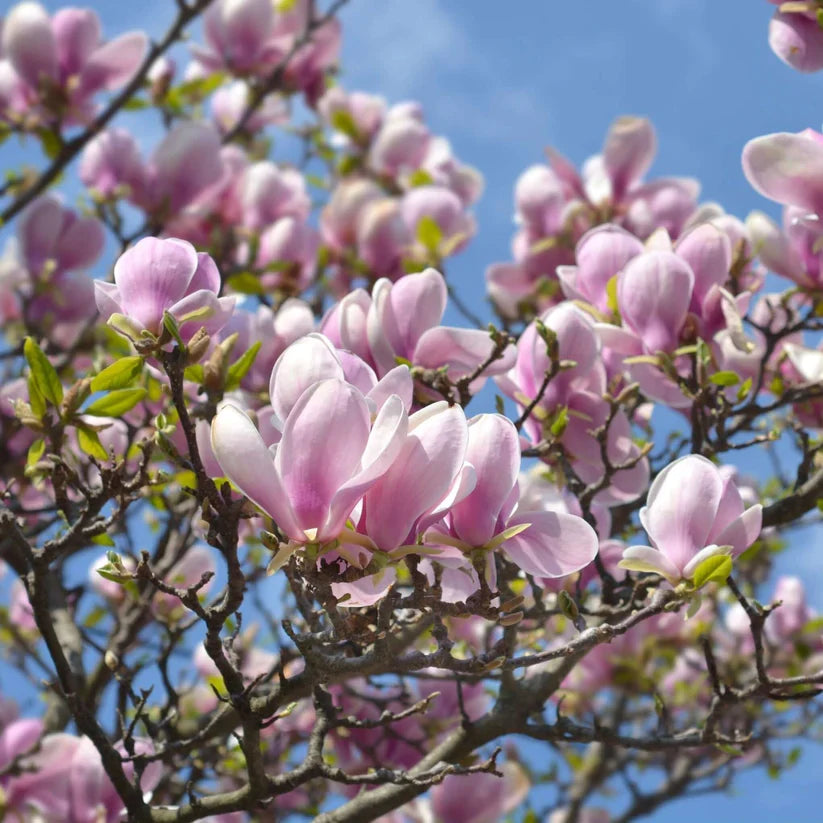 Pink Saucer Magnolia Cuttings (Magnolia × soulangeana) – 10 Unrooted Fresh Cuttings