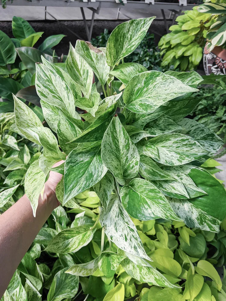 Marble Queen Pothos Rooted Cutting - Variegated Epipremnum Aureum Indoor Houseplant