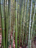 Madake Bamboo Rhizomes (Phyllostachys bambusoides) Bare Root Starter — Timber Bamboo, Fast-Growing for Windbreaks