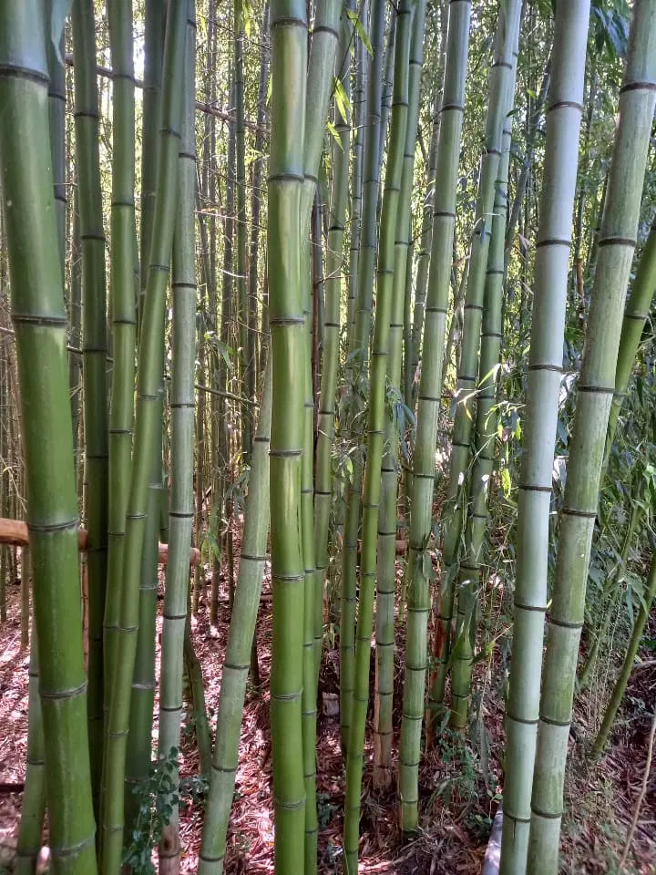 Madake Bamboo Rhizomes (Phyllostachys bambusoides) Bare Root Starter — Timber Bamboo, Fast-Growing for Windbreaks