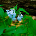 Virginia Bluebells Bulbs (Mertensia virginica) Bare-Root - 10 Pack