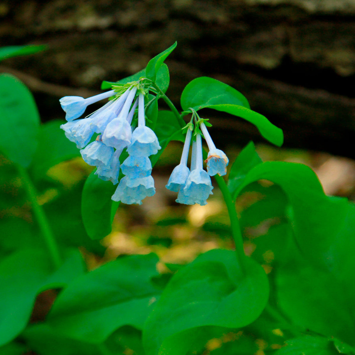 Virginia Bluebells Bulbs (Mertensia virginica) Bare-Root - 10 Pack