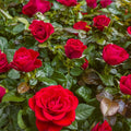 Mister Lincoln Rose Cuttings (Rosa hybrida) – 3 Unrooted, Fragrant Deep Red Hybrid Tea