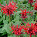 Live Jacob Cline Bee Balm Plant Monarda didyma - Red Scarlet Flowers, 1 Pint Pot