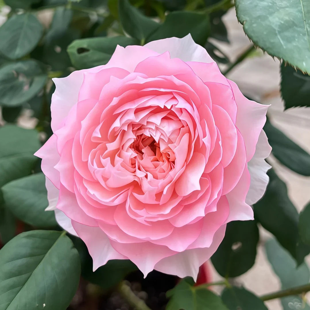 Monique Darve Rose Cuttings (3 Unrooted) Rosa 'Monique Darve' - Rare Pink Hybrid, For Rooting & Grafting