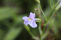 Mimulus ringens (Monkey Flower) Seeds – 5000 Non-GMO native wetland perennial