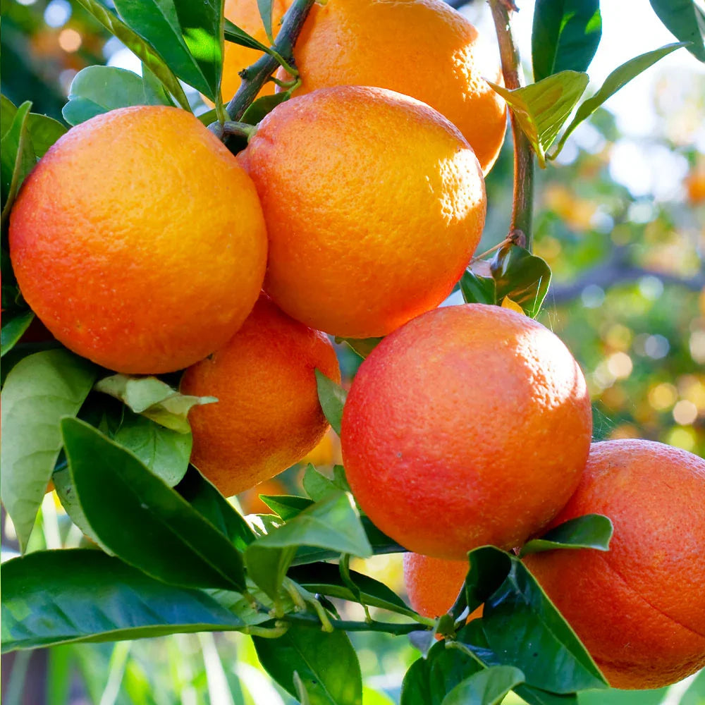 Blood Orange Cuttings (Citrus sinensis) 6–8" Unrooted for Rooting or Grafting