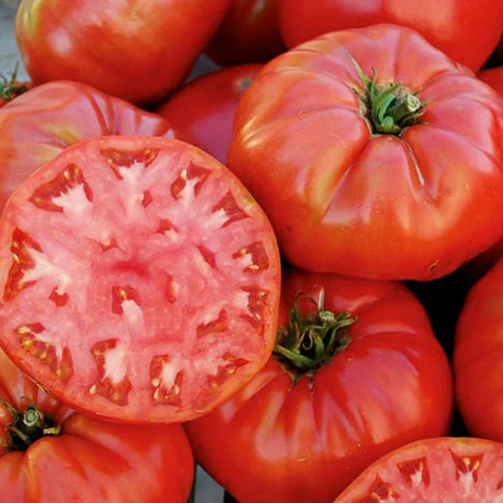 Mortgage Lifter Tomato Live Plants - 2 Plant Starter Set (Solanum lycopersicum) 6–10"