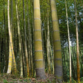 Mosso Bamboo (Phyllostachys edulis) Root Plants – 2 Cold-Hardy Clumping Bamboo for Privacy Screen