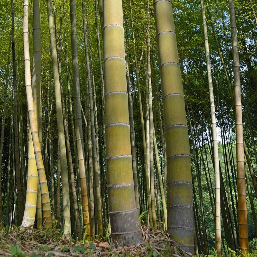 Mosso Bamboo (Phyllostachys edulis) Root Plants – 2 Cold-Hardy Clumping Bamboo for Privacy Screen