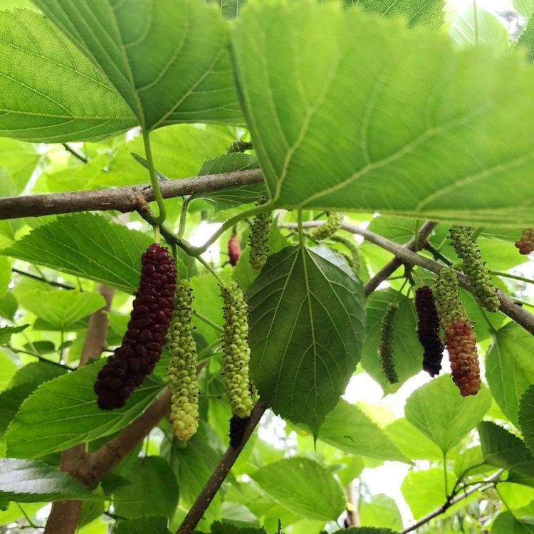 Pakistan Mulberry Tree Cutting (Morus alba ‘Pakistan’) – 6–8" Unrooted Cutting for Rooting or Grafting