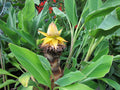 Chinese Dwarf Banana (Musella lasiocarpa) - Golden Lotus Banana Live Starter Plant, Cold Hardy