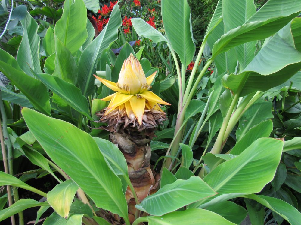 Chinese Dwarf Banana (Musella lasiocarpa) - Golden Lotus Banana Live Starter Plant, Cold Hardy