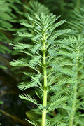 Live Parrot’s Feather Plant Myriophyllum aquaticum – Bareroot Floating Aquatic Pond Plant