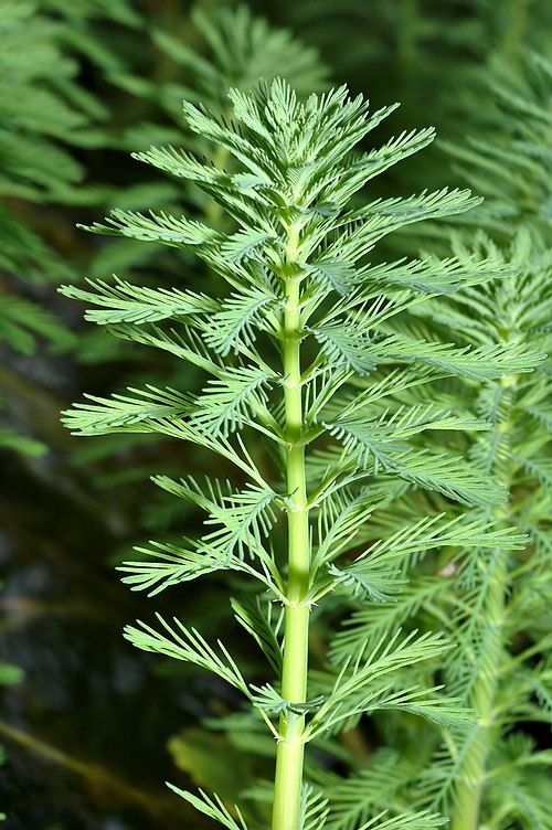 Live Parrot’s Feather Plant Myriophyllum aquaticum – Bareroot Floating Aquatic Pond Plant