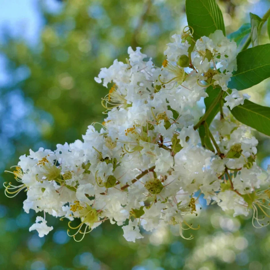 White Crape Myrtle Cuttings (Lagerstroemia indica) - 5 Unrooted Fresh Starts