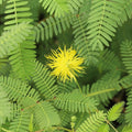 Live Water Mimosa Neptunia oleracea – Bareroot Floating/Marginal Aquatic Plant