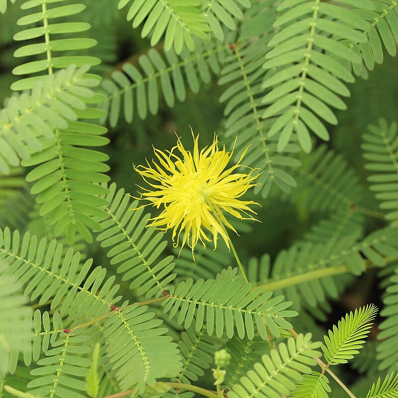 Live Water Mimosa Neptunia oleracea – Bareroot Floating/Marginal Aquatic Plant