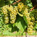 Niagara Grapevine Cuttings (Vitis labrusca) – 10 Unrooted 6–8" Hardwood Cuttings for Trellises