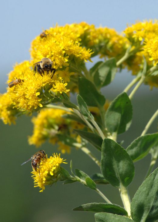 Oligoneuron rigidum (Stiff Goldenrod) - 700 Non-GMO Seeds for Pollinators