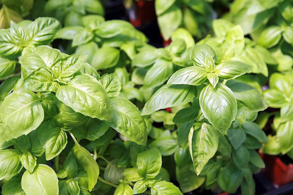 2 Live Húng Trắng Basil Plants (White Vietnamese Basil) Bareroot – Ocimum basilicum