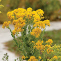 Oligoneuron rigidum (Stiff Goldenrod) - 700 Non-GMO Seeds for Pollinators