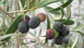 Olive Tree Cuttings (Olea europaea) - 6 Unrooted Greek Variety for Rooting & Grafting