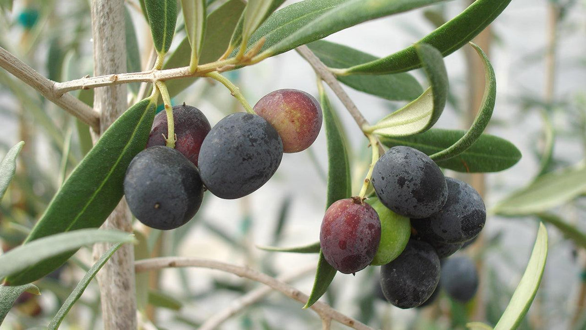 Olive Tree Cuttings (Olea europaea) - 6 Unrooted Greek Variety for Rooting & Grafting