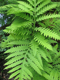 Sensitive Fern (Onoclea sensibilis) Bare Root Plants – 3 Native Shade-M迎 Moist Ground Cover
