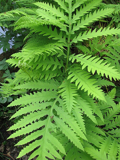 Sensitive Fern (Onoclea sensibilis) Bare Root Plants – 3 Native Shade-M迎 Moist Ground Cover