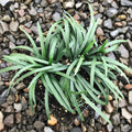 15 Mondo Grass Bare Root Plants – Evergreen Ground Cover for Borders & Landscaping