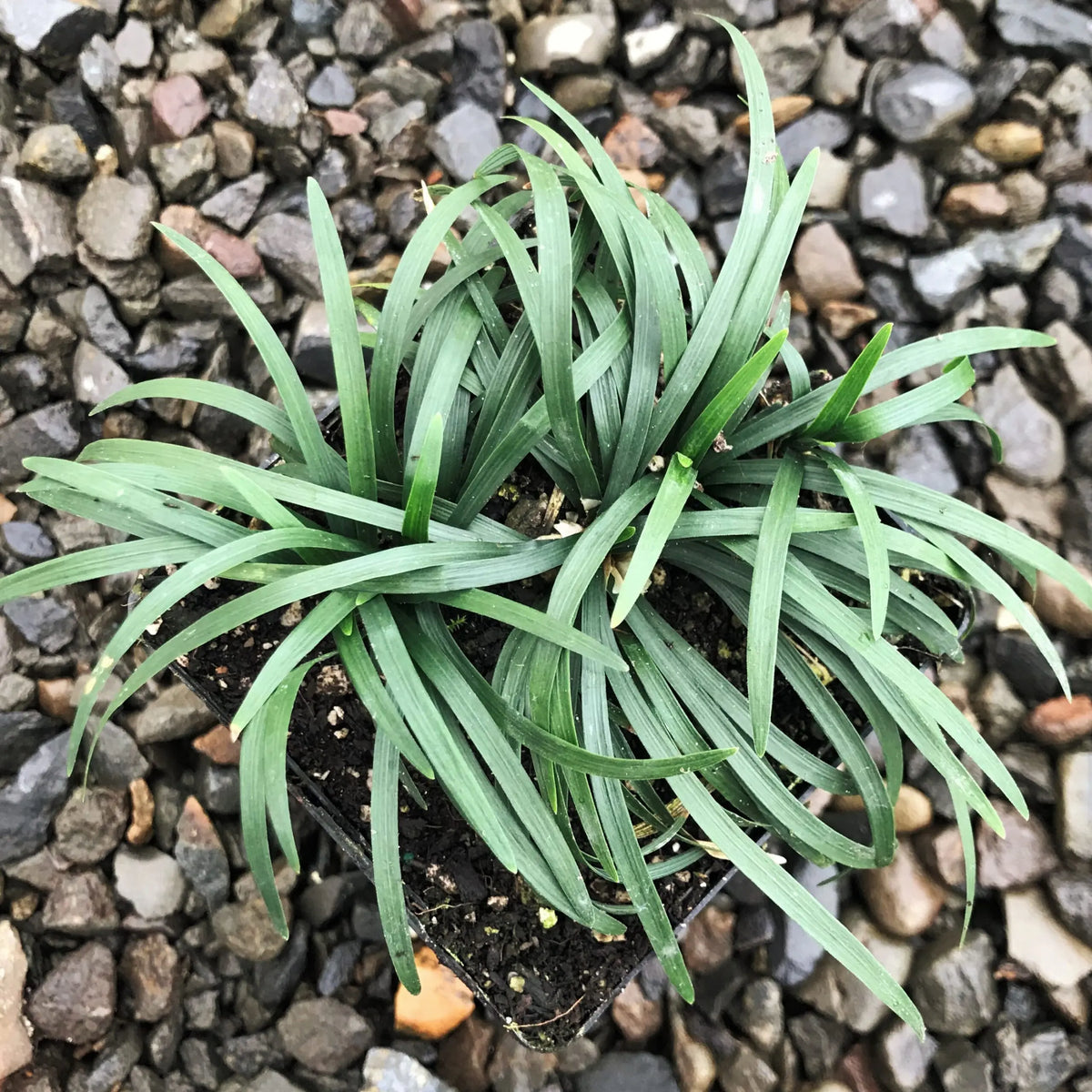 15 Mondo Grass Bare Root Plants – Evergreen Ground Cover for Borders & Landscaping
